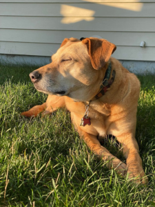 Mya relaxing in the grass with her eyes closed, enjoying the sunshine.