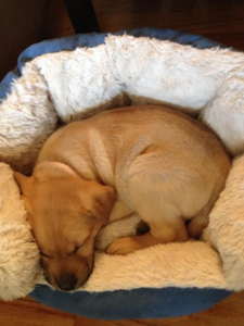 Puppy Mya curled up sleeping in a soft dog bed.