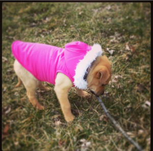 Mya as a puppy wearing a pink winter coat while walking outside in the grass.
