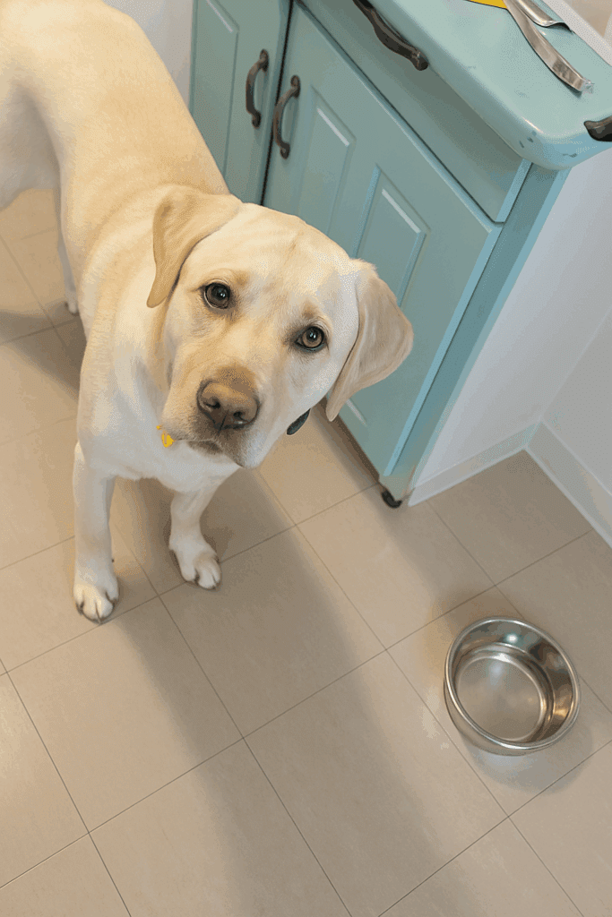 Yellow Labrador standing in the kitchen looking up expectantly during homemade frozen dog treat prep.