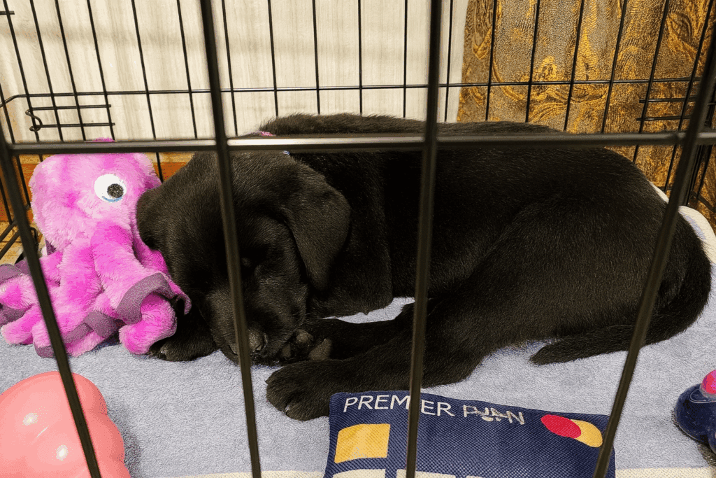 Olive, black Labrador puppy lying in crate with her head resting on a purple plush octopus toy.