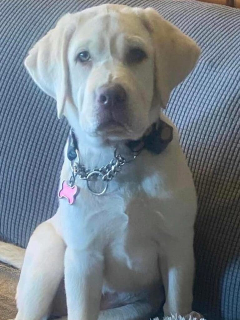 Young yellow Labrador Nellie sitting upright on the couch, looking at the camera.