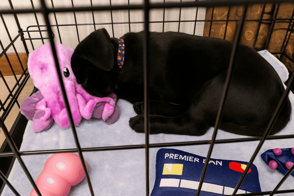 Olive black Labrador curled up sleeping in a crate on a soft blanket with toys near by.