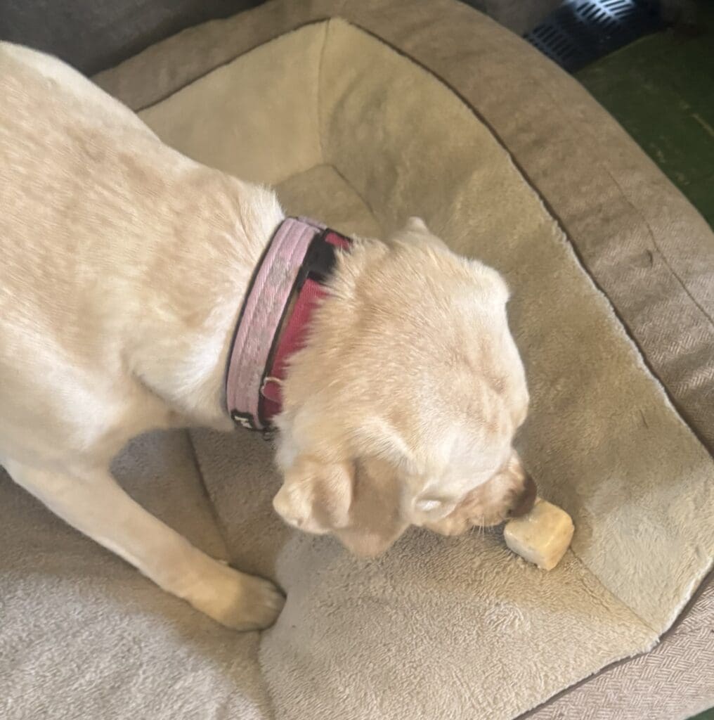 Yellow Labrador enjoying a frozen homemade dog treat on a dog bed.