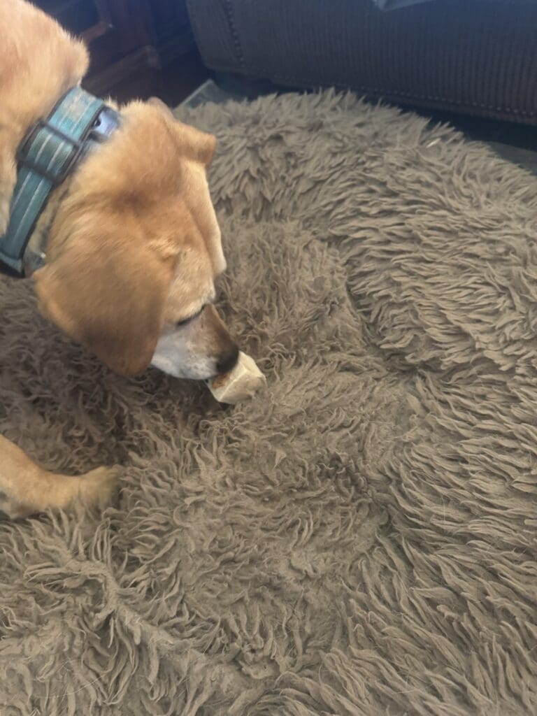 Dog chewing a frozen homemade dog treat on a dog bed.