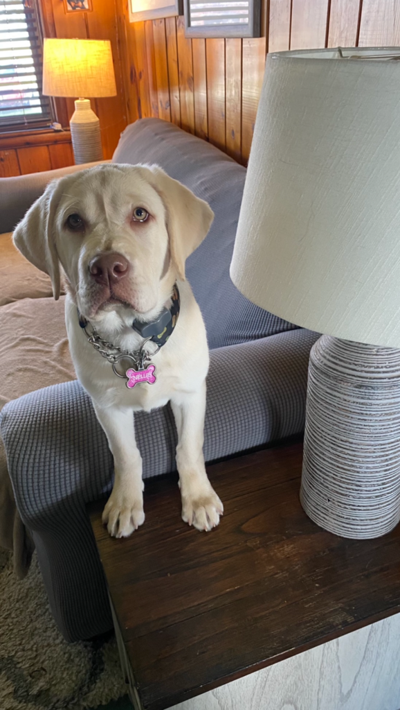 Nellie standing on the end table next to a lamp inside the cozy living room, looking curious.