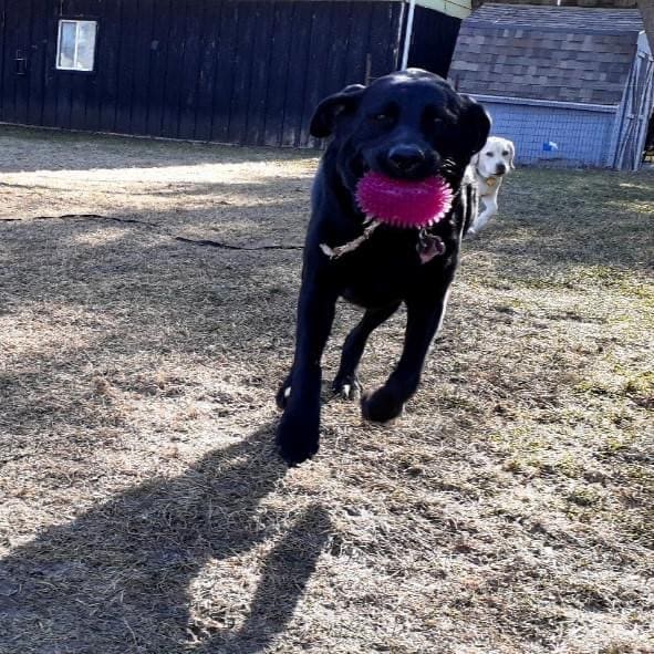 Olive the black Lab running happily outside with a pink ball in her mouth on a sunny day.