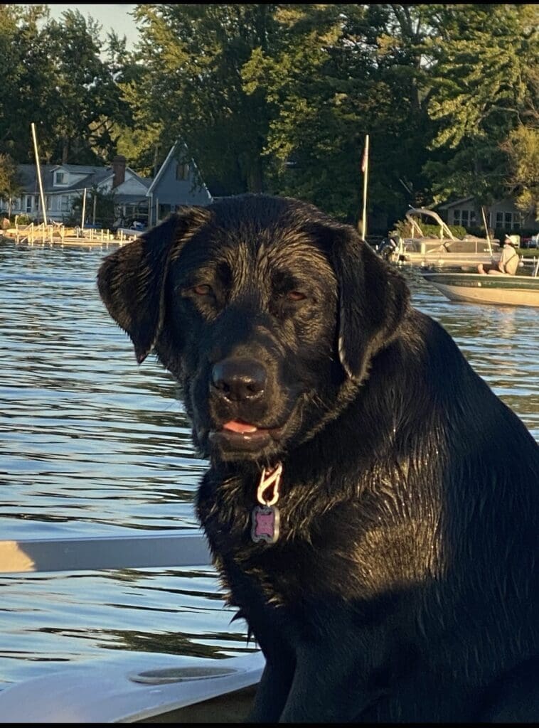 Olive the black Lab sitting on the boat with wet fur after swimming in the lake. looking at the camera on a sunny day.