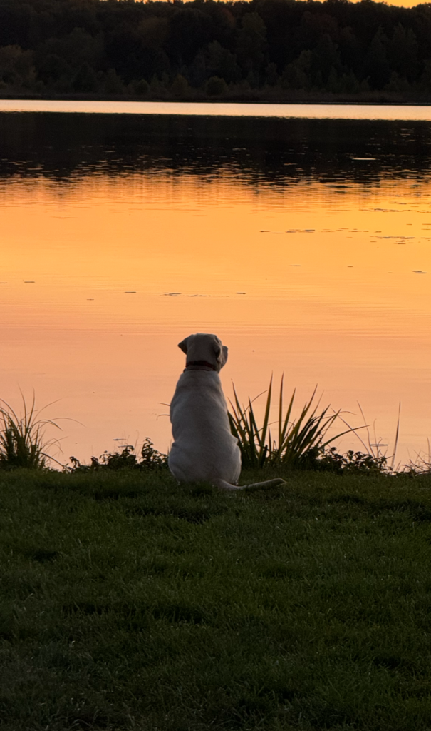 Nellie sitting by the lake at sunset, watching the water with an orange sky reflecting on the surface.