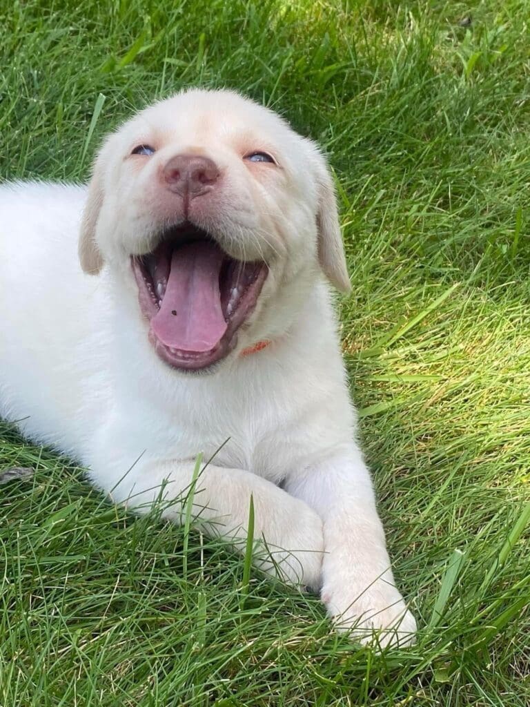Yellow Lab Nellie lying in the grass, mid yawn on a sunny day.